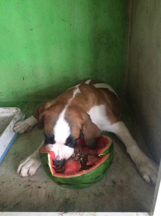 方城县杨集镇中心学校召开疫情防控及网上教学推进会_星空体育官网(图1) 星空体育官网