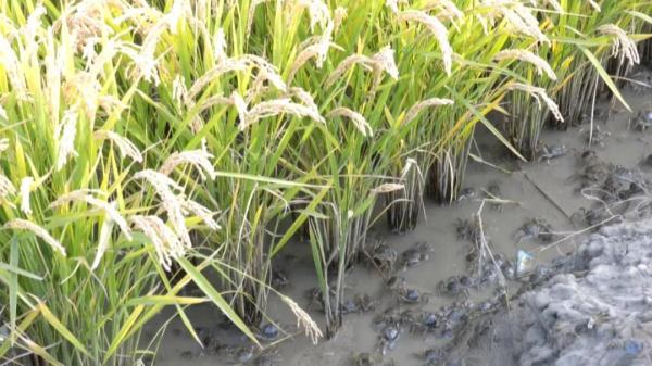 中甲第12轮转播预告:新疆毅腾保级大战,永昌客战绿城能否反弹?|星空官网登录(图2) 星空体育官网