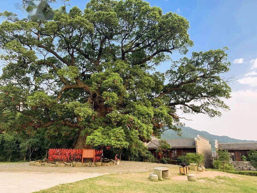 xingkong体育官网登录|
2020象甲(图4)