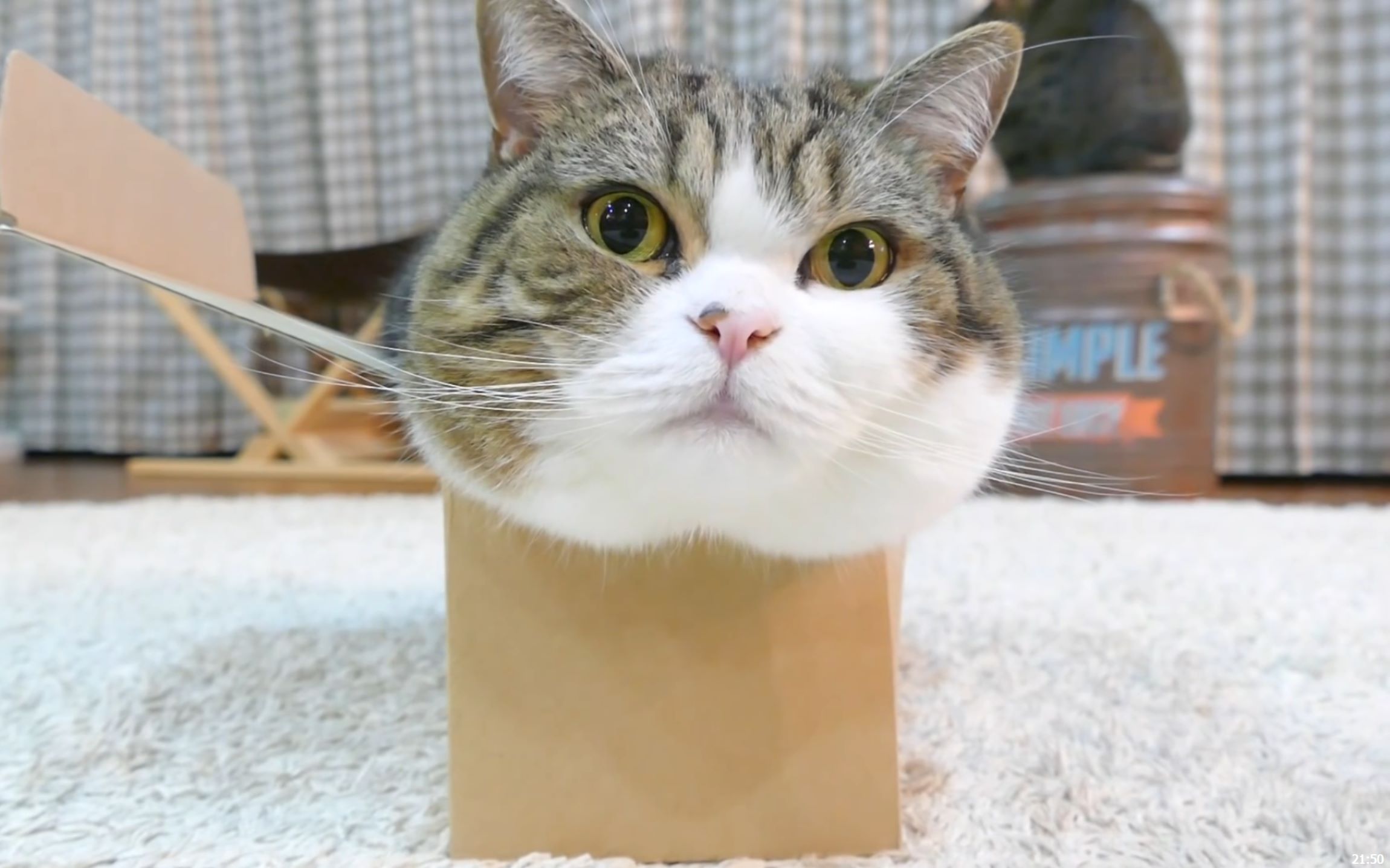 多国政要祝贺新中国成立70周年_星空官网登录(图2)